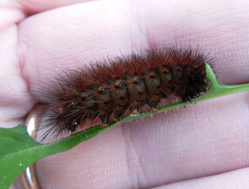 bruco di Spilosoma lubricipeda (Erebidae)